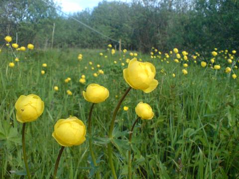 Engblommer i græsmark